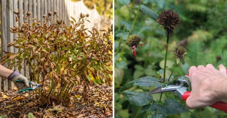 Michigan Gardeners, Prune These 7 Plants In October For A Head Start On Next Season’s Garden