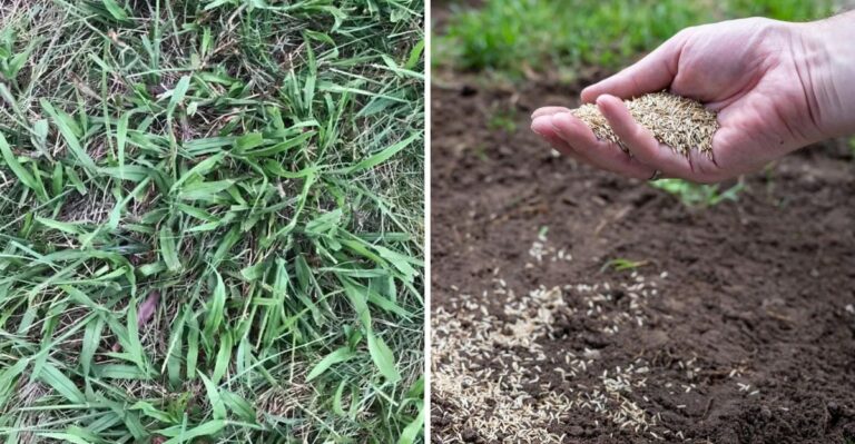 This October Pre-Emergent Task Keeps Georgia Lawns Weed Free Next Spring