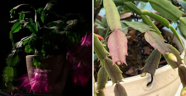 Should You Keep Your Texas Christmas Cactus In The Dark? Here’s The Answer