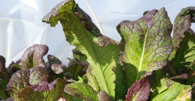 This Edible Fall Plant Can Bring Unexpected Purple Color To Georgia Gardens