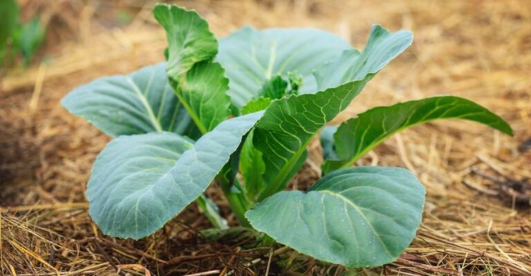 Should Florida Raised Beds Be Mulched Going Into Fall?