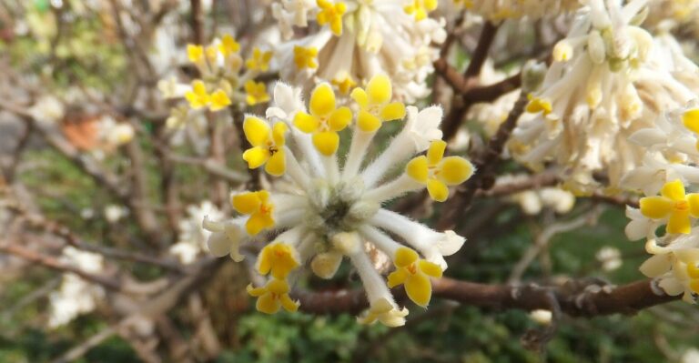 Georgia Paperbush Is Setting Buds In October For A Spectacular Late-Winter Bloom