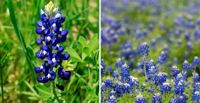 The Wildflower Seed Texas Gardeners Need In The Ground Before Thanksgiving