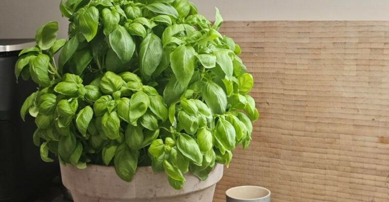 How To Handle Basil When Frost Shows Up In The Michigan Forecast