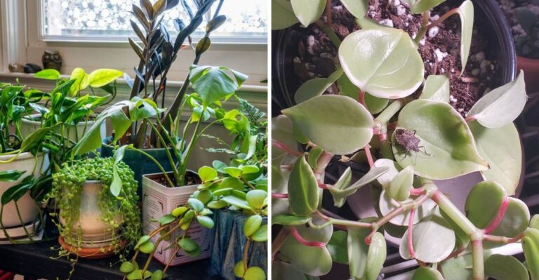 Why More Michigan Gardeners Are Moving Plants Away From Windows To Keep Stink Bugs Out