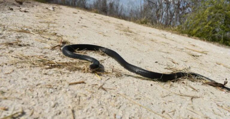 The Florida Yard Cleanup That Can Make Black Racer Encounters Less Likely Around Your House