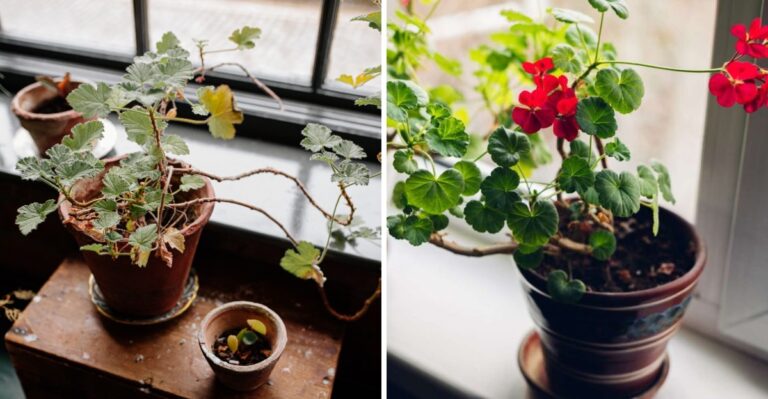 How Much Light Geraniums Actually Need Indoors During a North Carolina Winter