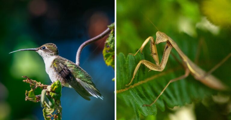 A Non-Native Mantis Can Prey On Hummingbirds At Alabama Feeders