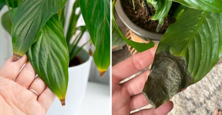 The Watering Mistake Behind Brown Tips On California Peace Lilies