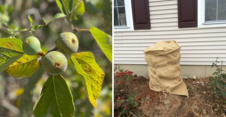 Most Ohio Gardeners Wrap Fig Trees The Wrong Way