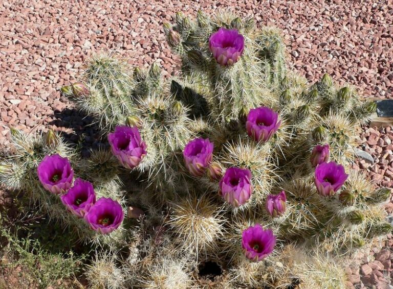 10 Arizona Succulents That Multiply on Their Own in Rock-Hard Soil