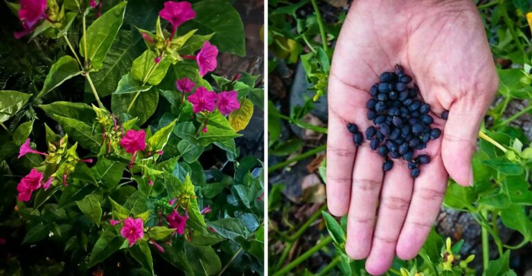 Grandma’s Four O’Clocks Have A Fall Secret Georgia Gardeners Should Know
