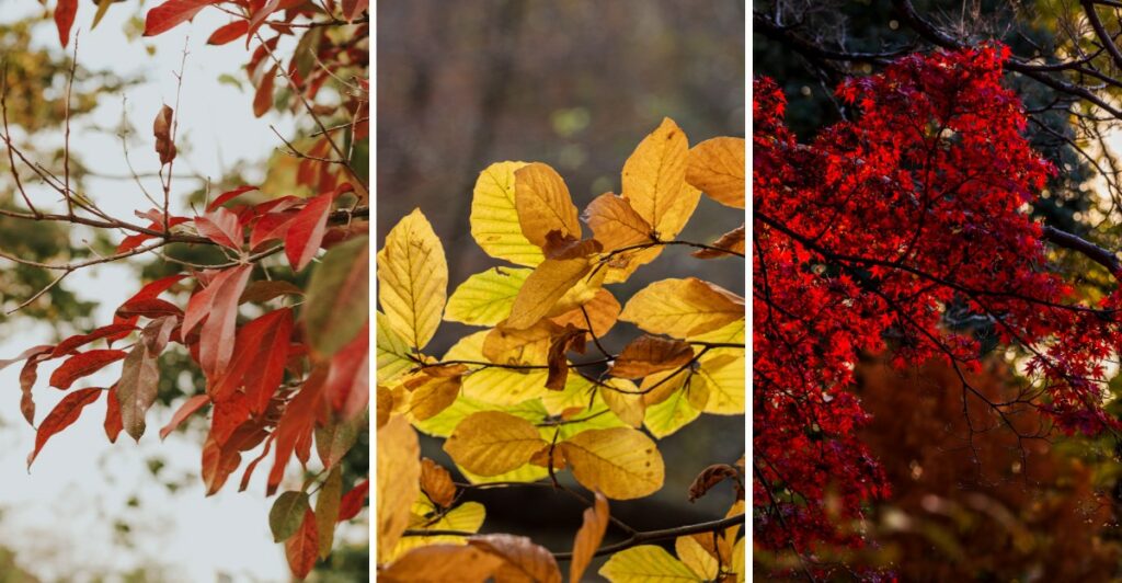 8 Compact Trees With Standout Fall Color For Small Yards