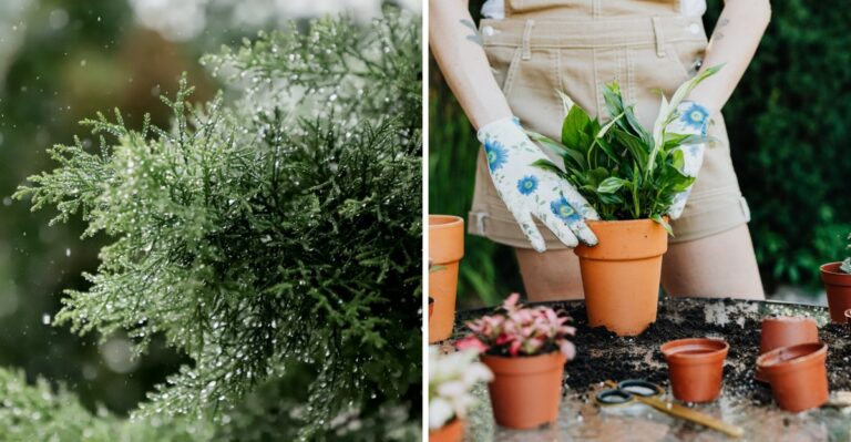 Wilting Plants In New Jersey This October? Check The Soil Moisture