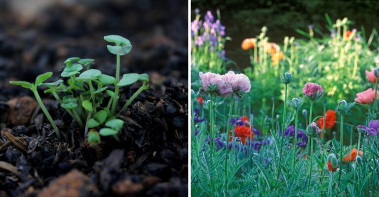 Chaos Gardening Is The Lazy Trend Virginia Gardeners Can Start Right Now