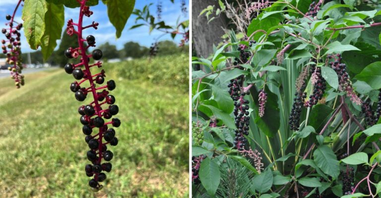 Purple Berries Dangling From Tall Magenta Stems In Pennsylvania Yards Deserve A Closer Look
