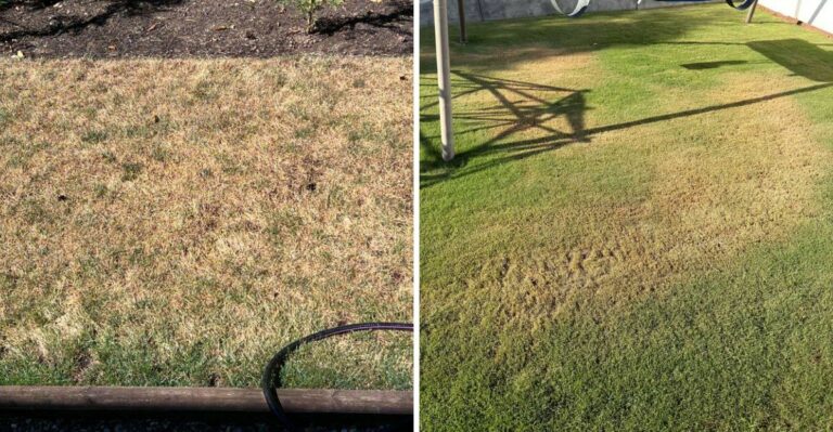 Can A California HOA Fine You For A Brown Lawn During A Water Emergency?