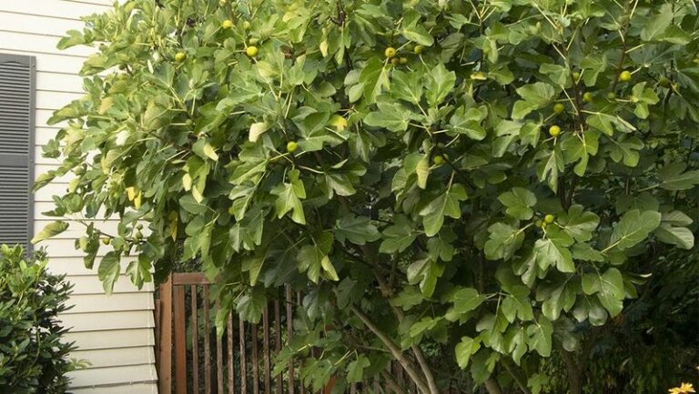 How to Prune Fig Trees in Arizona and When to Do It