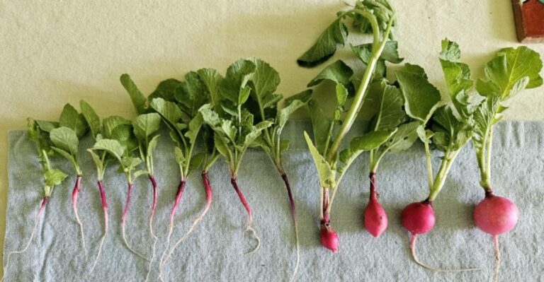 Why Fall Radishes Grow Lush Leaves But No Roots In North Carolina