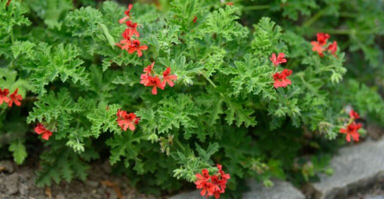Your Scented Geraniums Won’t Survive A New York Winter Outside. Here’s How To Save Them