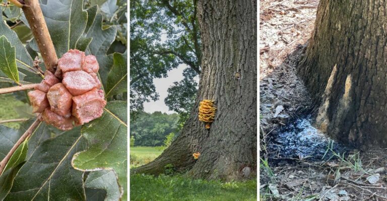 That Mysterious Growth In Your New York Oak Tree This Fall Isn’t What You Think