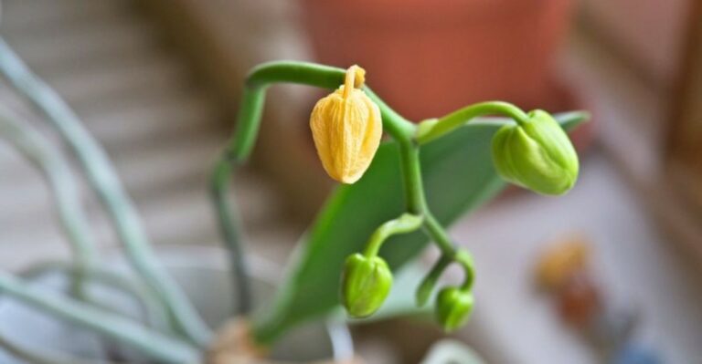 The Watering Habit That Can Make Your Orchid Drop Buds