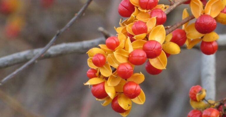 Orange Berries Are Splitting Open On Vines Wrapped Around Indiana Trees