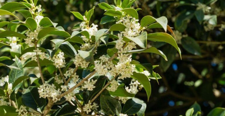 Sweet Apricot Scent Fills Georgia Yards This Fall And One Shrub Is Behind It