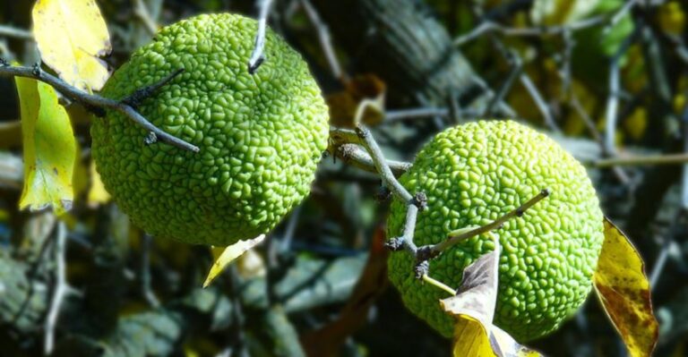 Those Bumpy Green Balls Along Missouri Fence Rows Were Planted On Purpose
