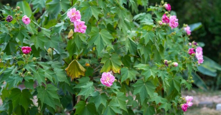 This Heirloom Shrub Can Change Its Flower Color In A Single Day In Georgia