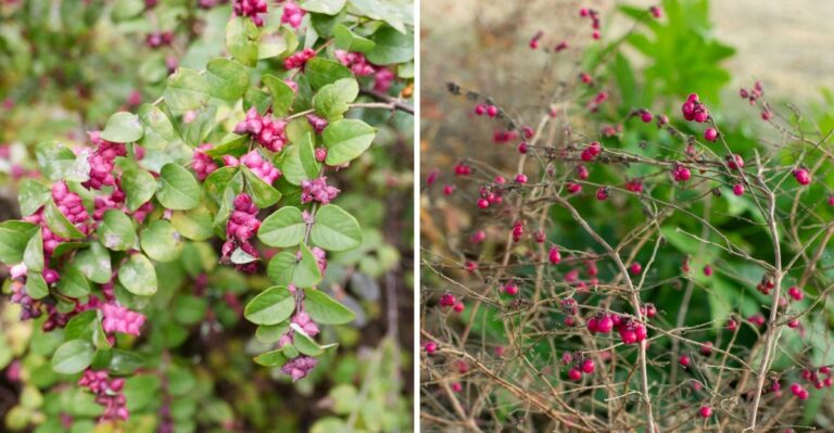 This Texas Native Shrub Feeds Birds All Winter With Its Fall Berries