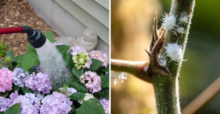 What It Means If A Strange Planthopper Appears On Your Georgia Hydrangeas