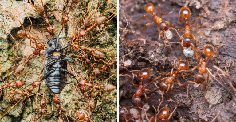 How Fire Ants Affect Box Turtles, Ground Nesting Birds, And Other North Carolina Wildlife