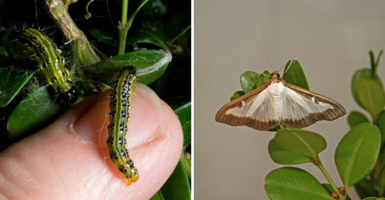 Why Box Tree Moth Is Putting Michigan Boxwood Under Quarantine This Fall