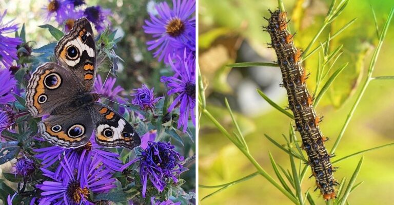 Georgia’s Common Buckeye Butterflies Take On A Striking New Look In Fall