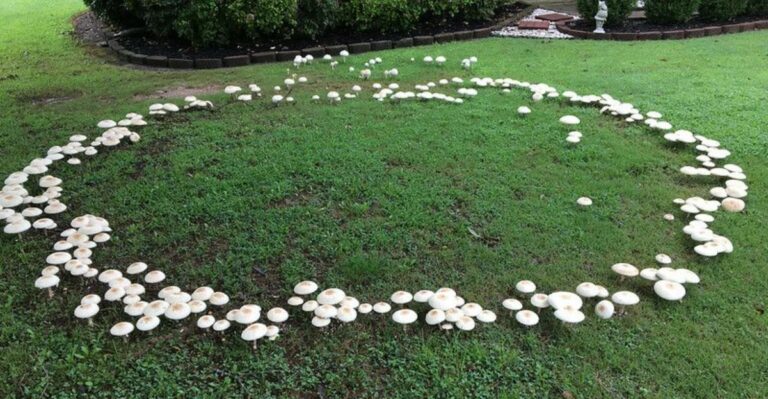 What A Sudden Mushroom Ring On Your Lawn Means For Your Soil