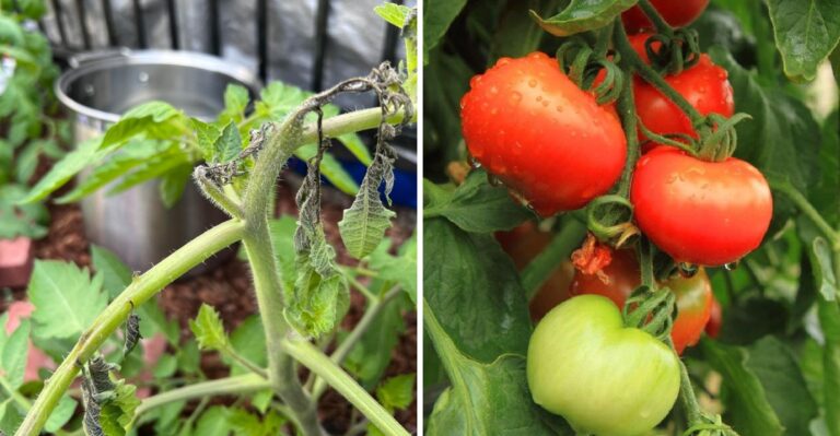 What Florida Gardeners Should Know Before Planting Fall Tomatoes