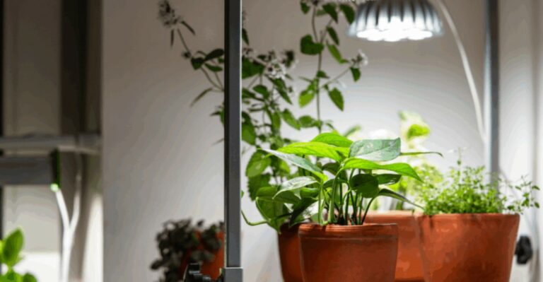 Missouri Houseplants Can Thrive Through Short Winter Days Without A Sunny Window