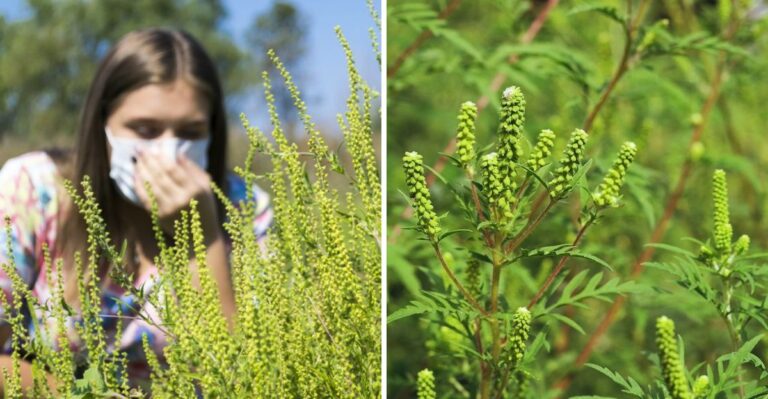 Goldenrod Gets Blamed For Florida Fall Allergies But Ragweed Is Usually The Bigger Suspect