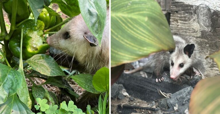 What It Means When A Possum Visits Your California Garden At Night