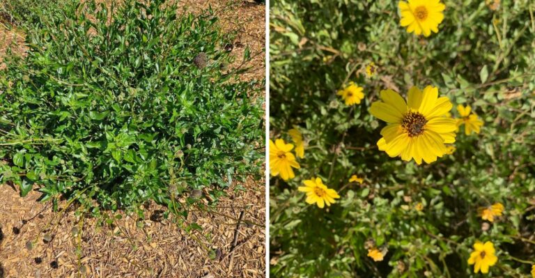 Why Some California Native Plants Take Years To Show Their Full Potential