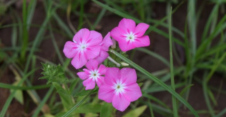 These Are The 9 Flowers You Should Sow In October In Florida For A Stunning Bloom Display Next Season