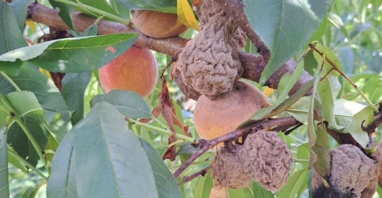 Those Shriveled “Mummies” On Your New York Fruit Trees Could Ruin Next Year’s Harvest