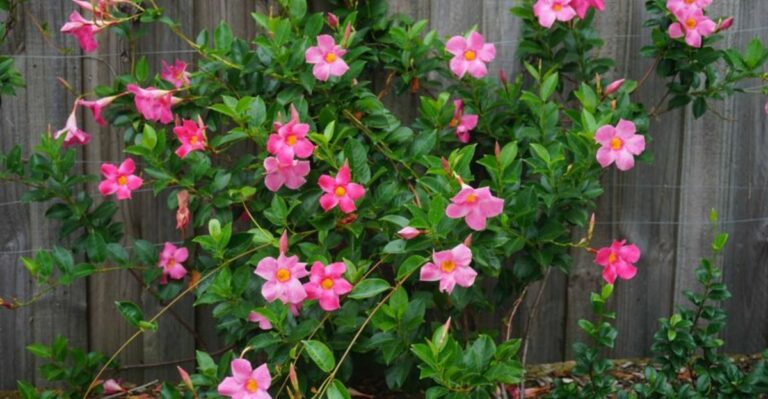 What Florida Mandevilla Needs Before The First Cool Nights