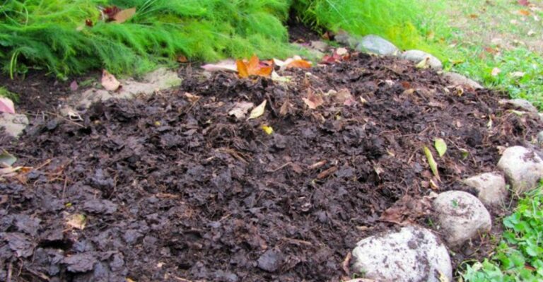 Turn Ohio’s Fallen Leaves Into Leaf Mold Instead Of Bagging Them This Fall