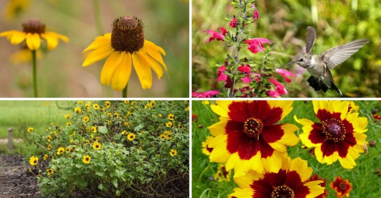 The Native Florida Wildflowers You Plant From Seed In Fall For A Spring Meadow