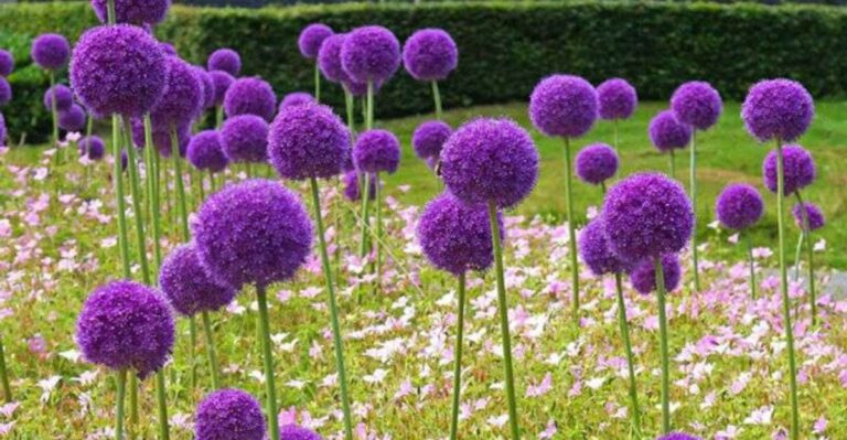 Give Michigan Alliums This In October For Bigger, Better Blooms Next Spring