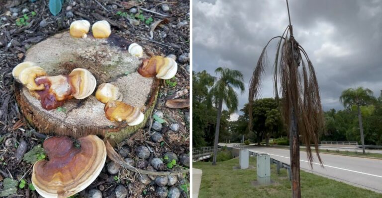 That Shelf Mushroom On Your Florida Palm Trunk Means Ganoderma, And There’s No Cure