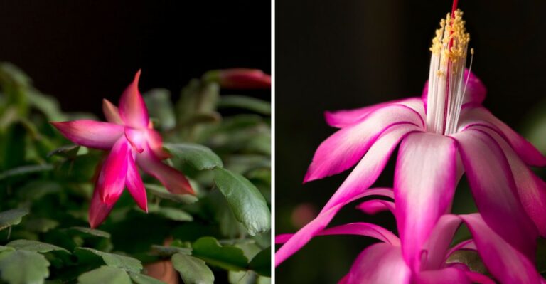 The October Darkness Trick That Makes Christmas Cactus Bloom