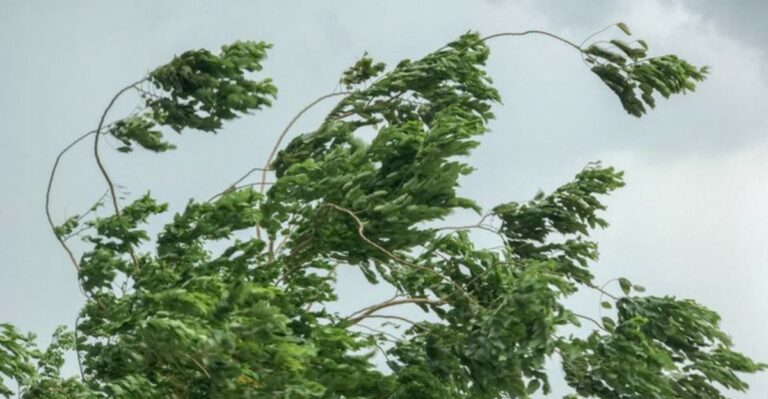 Why Friday’s Strong Winds Are Riskier For Michigan Trees Still Holding Their Leaves